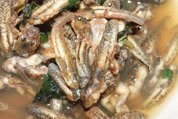 Nếu không ăn được nòng ọc ếch thì thực khách có thể gọi cách món ếch khác như đùi ếch chiên giòn, lẩu ếch, ếch hầm cà ri…Ảnh: Internet. Mời độc giả theo dõi Video "Chế biến món ngon từ nấm đông cô". Nguồn: VTC.