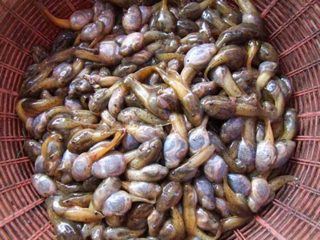 Đối với du khách, nhiều người không dám đụng đũa ngay khi thấy đĩa nòng nọc ếch được dọn ra.