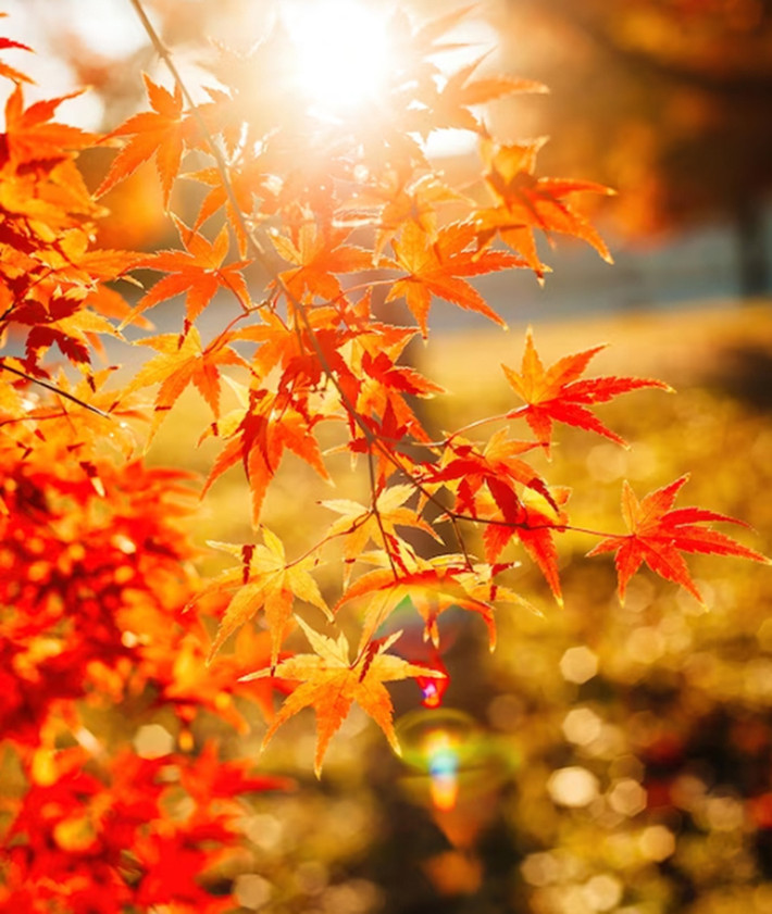 Khu vườn chùa Ginkaku-ji là một trong những nơi tuyệt vời nhất ở Kyoto để tận hưởng vẻ đẹp rực rỡ theo mùa này.