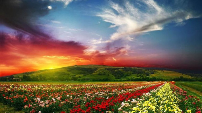 Thung lũng hoa hồng, Bulgaria: Kể từ thế kỷ XVIII, người ta đã trồng hoa hồng Damask. Những bông hoa đầu tiên được đến từ Syria. Điều kiện khí hậu đặc biệt của Bulgari đã giúp lượng nước thơm trong cánh hoa hồng được giữ lại nhiều nhất. Đó là lý do khiến Bulgaria trở thành nguồn cung cấp tinh dầu hoa hồng tốt nhất trên thế giới.