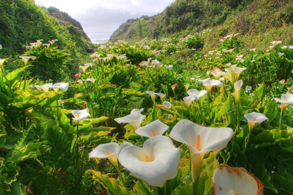 Hoa rum (loa kèn) mọc bạt ngàn ở công viên tiểu bang Garrapata gần Big Sur, California, Mỹ.