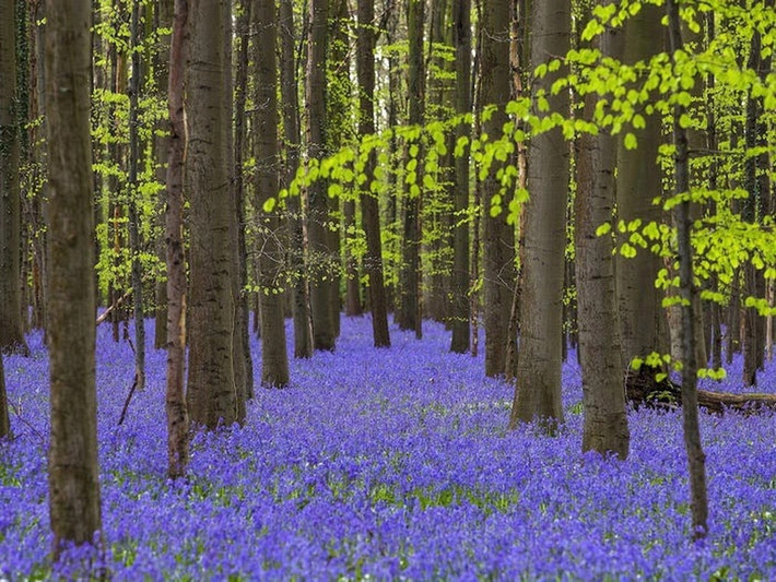 Rừng Hallerbos của Bỉ được gọi là "Green Forest" được đông đảo du khách yêu thích nhờ thảm thực vật xanh tím tuyệt đẹp, nở rộ vào khoảng giữa tháng 4.