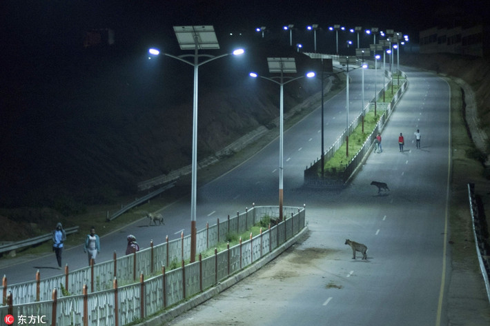 Abbas và gia đình đi chợ mỗi ngày, thu gom những mẩu xương của các tiểu thương và thức ăn thừa của mọi người và để dành cho đàn linh cẩu.