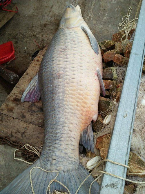 Trước đó, vào hồi tháng 4 vừa qua, một con cá trắm đen nặng 61kg, dài 1,5m cũng được ngư dân đánh bắt trên hồ Thác Bà. Sau đó, con cá đã được một nhà hàng ở Hà Nội mua ngay.