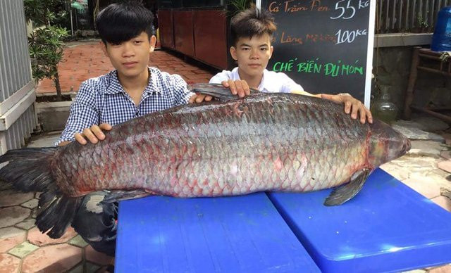 Vào cuối tháng 7/2017, một nhóm ngư dân đã đánh lưới được con cá trắm đen khổng lồ, nặng 55kg và dài 1,5m, tại hồ Thác Bà. Ngay sau khi đánh bắt được cá khủng, nhóm ngư dân đã bán con cá cho một nhà hàng ở Hà Nội để chế biến phục vụ thực khách.