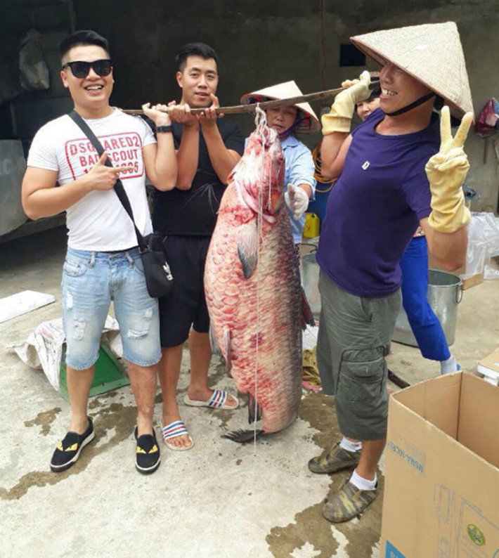 Gần đây nhất, vào sáng ngày 5/6, anh Tăng Văn Năm trong lúc kéo lưới trên sông Chảy đoạn gần hồ Thác Bà đã bắt được con cá trắm đen khổng lồ.
