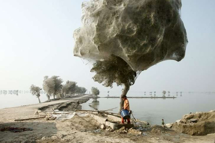 Sau trận lụt ở Pakistan, toàn bộ những cây lớn trên bờ đê đều bị phủ một lớp giống như lưới đánh cá, trông rất đáng sợ. Thế nhưng thực tế, đây không phải là cảnh trong một bộ phim kinh dị, đây là hiện tượng những con nhện "chạy lũ", xâm chiếm cây xanh.