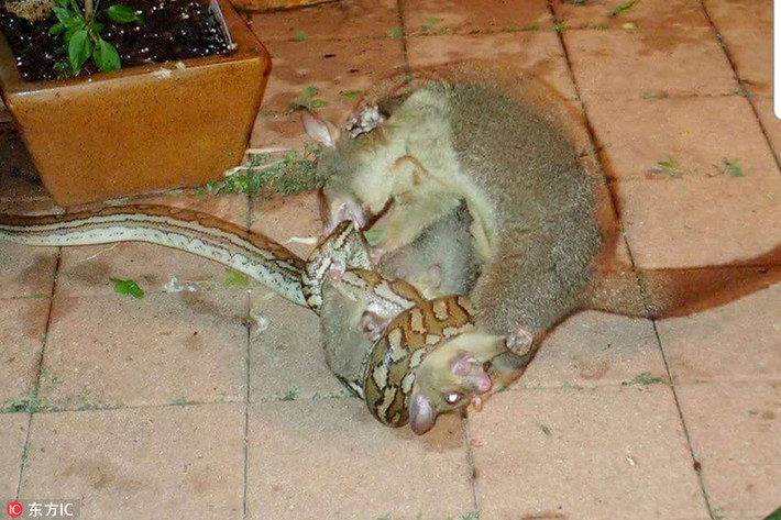 Nhìn thấy con trăn đang siết chặt lấy con mình, chồn Possum mẹ không màng nguy hiểm, dùng những chiếc răng sắc nhọn của mình, liên tục cắn xé cơ thể của con trăn.