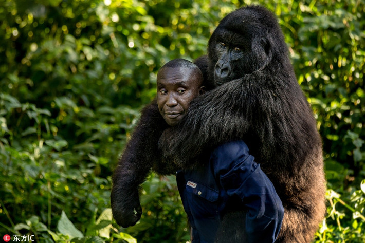 Trong ảnh là khoảnh khắc một con khỉ đột núi có tên Ndazi ở công viên quốc gia Virunga đang quấn quít lấy nhân viên kiểm lâm, nhân viên chăm sóc có tên Andre Baunma. Đối với Ndazi, người đàn ông có tên Andre có vị trí rất quan trọng với nó.