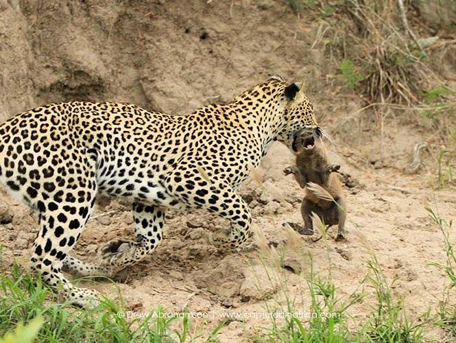 Theo tìm hiểu, lợn rừng vốn là con mồi săn giết ưa thích của báo hoa mai. Không chỉ chờ đợi những con lợn rừng đi lang thang vào khu vực vắng, những con báo hoa mai còn đến tận hang của lợn rừng và rình rập, săn giết lợn rừng con.