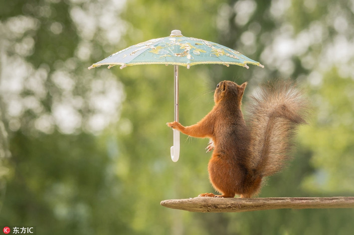 Vào một ngày mưa, sóc đỏ đã không kịp chuyền cành về đến tổ của mình. Ghé vào vườn nhà nhiếp ảnh gia Geert Weggen, sóc đỏ thông minh đã tìm được cách trú mưa cho riêng mình.