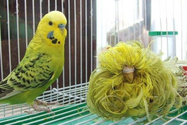 Bị chọc giận, chú vẹt này đang tức đến mức xù lông