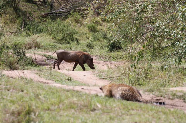 Mới đây, tại khu bảo tồn động vật hoang dã Maasai Mara, Kenya, anh Peter Thompson, quản lý một khu vực cắm trại đã ghi lại được cảnh tượng kịch tính hiếm có, một con báo hoa mai mang thai đi săn và giết gọn một con lợn rừng trưởng thành.