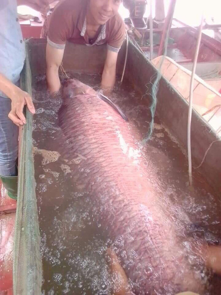Anh Năm chia sẻ, làm nghề chài lưới gần 20 năm, anh chưa bao giờ thấy con cá trắm đen to như thế này. Vài năm trở lại đây, người dân cũng chỉ đánh bắt được những con cá có trọng lượng từ 20-40kg là cùng, lần này bắt được con cá hơn 60kg là một bất ngờ lớn.