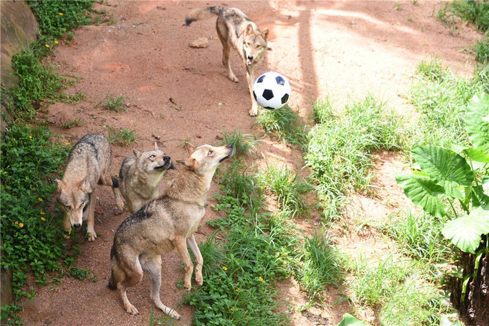 Ít người biết rằng, chú chó sói tinh nghịch, đá bóng cực đỉnh có tên Zabivaka, linh vật World Cup 2018 ở Nga chiếm trọn cảm tình của đông đảo mọi người được lấy hình mẫu từ những con chó sói Siberia.