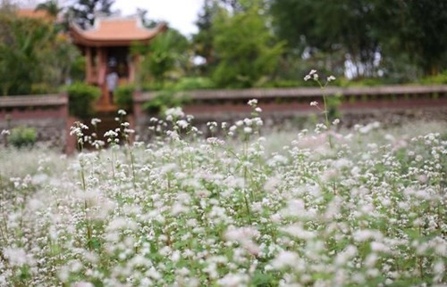 Thầy trụ trì chùa đã mang hạt hoa tam giác mạch từ Hà Giang về trồng trước khuôn viên chùa. Khí hậu Đà Lạt mát mẻ nên loài hoa này dễ sống, phát triển và nở rộ hoa ngay giữa tháng 5.