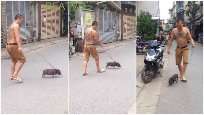 Dắt lợn đi dạo.