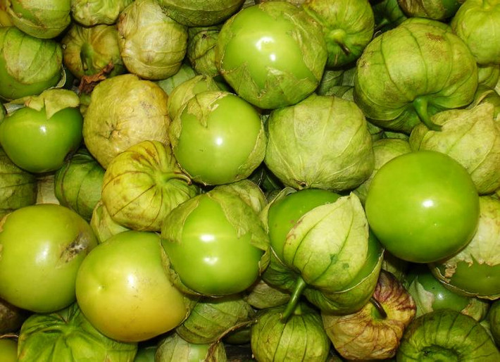 Trong Đông Y, quả tầm bóp là một loại thuốc quý, có thể dùng trong điều trị nhọt vú, đinh độc, dùng trị viêm họng, khan tiếng, ho khan, ho có đờm đặc, trị tiểu ít, ban đỏ, thủy đậu, bệnh tay chân miệng, cúm gia cầm. Ảnh: Infornet.