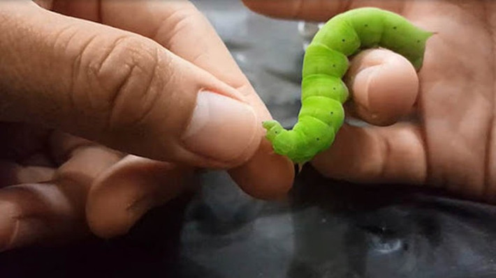 Sâu khoai cũng được chế biến thành nhiều món ăn, với những người thích cảm giác mạnh thì có thể ăn sống.
