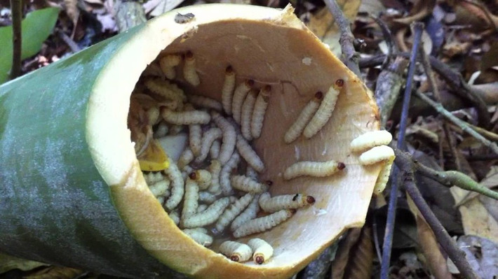 Từ sâu tre, có thể làm món xào, chiên, băm chả… thậm chí cả nấu canh. Vị béo của sâu lẫn trong gia vị, cách tẩm ướp đặc biệt của người dân tại A Lưới khiến sâu tre càng thêm thơm ngon, hấp dẫn.