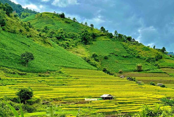 Hiện, bà con đồng bào nơi đây chọn phương án thâm canh tăng vụ, nên thời điểm đầu tháng 7 đã có những thửa ruộng bậc thang lúa chín vàng. Ảnh: Đinh Thanh Ngọc