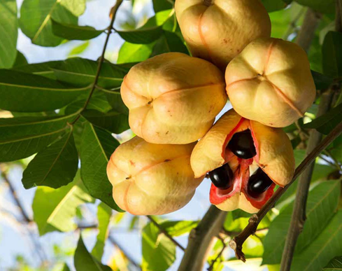 Được coi là loại quả độc ở vùng Tây Phi, Ackee có thể khiến người dùng tử vong chỉ trong 24 giờ nếu không biết cách ăn. Ackee có tên khoa học là "Blighia Sapida". Tên gọi này được đặt vào năm 1806 để vinh danh vị thuyền trưởng Bligh. Ảnh: FDA.