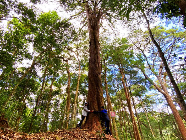 Người K'Ho, Lạch, Cil bản địa xem thông hai lá dẹt là "cây thần linh", nơi cư ngụ của các vị thần nên không ai được xâm phạm. Ảnh: Tiền phong.