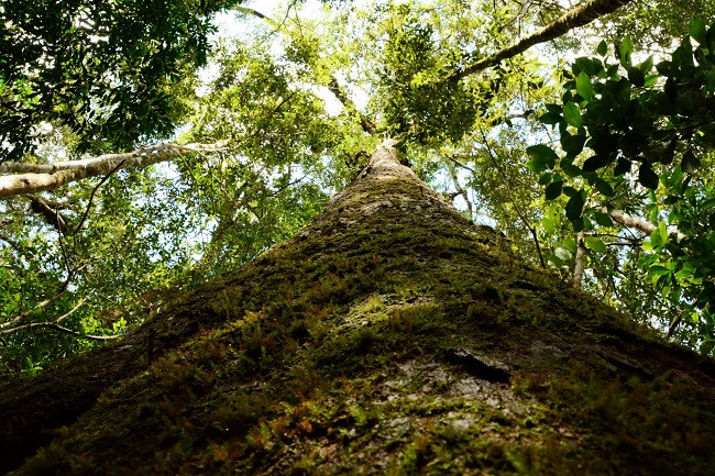 Theo một số chuyên gia, thông hai lá dẹt có cùng thời khủng long. Đây là một trong những loài có bộ gene không biến đổi nhiều so với chính nó trong suốt chiều dài lịch sử. Ảnh: CAND.