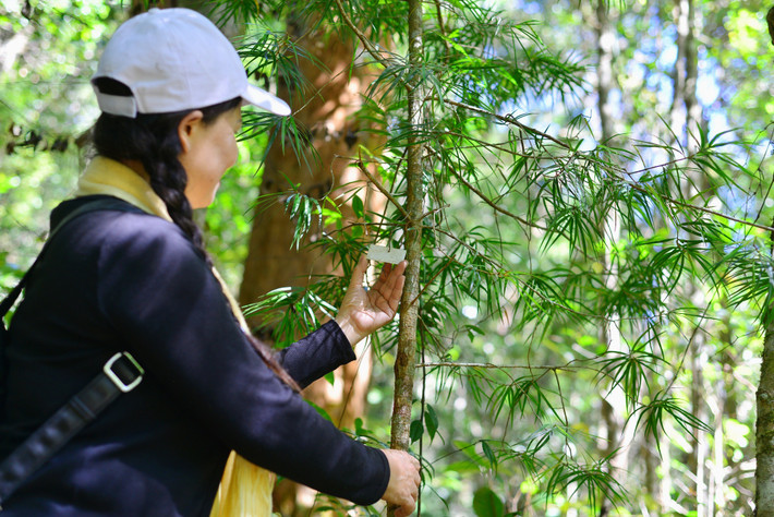 Thông hai lá dẹt là loài đặc hữu, khó đưa đến khu vực khác để trồng nên cơ quan chức năng thực hiện các biện pháp bảo tồn loài thực vật quý hiếm này thoát khỏi nguy cơ tuyệt chủng. Ảnh: Dân Việt.