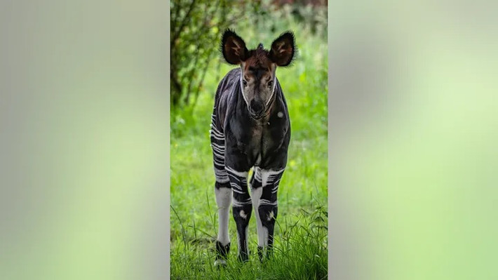 Theo các chuyên gia, Okapi là họ hàng duy nhất còn sống của hươu cao cổ. Chúng có cổ dài, thân hình giống ngựa. Phần đùi sau của mỗi cá thể Okapi xuất hiện các vạch sọc giống ngựa vằn. Do đó, nhiều người lầm tưởng chúng là "con lai" giữa ngựa vằn và hươu cao cổ. Ảnh: SWNS.