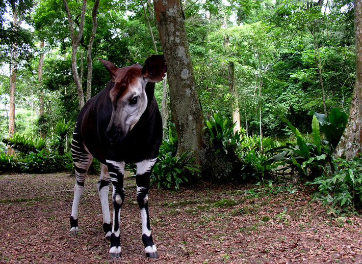 Những cá thể Okapi giao tiếp với nhau bằng sóng hạ âm mà tai của con người không thể phát hiện. Ảnh: Eric Loddé.