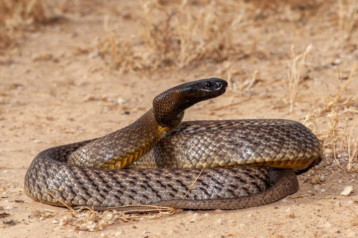 Rắn taipan nội địa (Oxyuranus scutellatus) là một trong những loài rắn có nọc độc mạnh nhất thế giới. Theo nghiên cứu, nọc độc của chúng có khả năng gây chết người cao với liều gây chết trung bình LD50 là 0,01 mg/kg. Ảnh: billabongsanctuary.