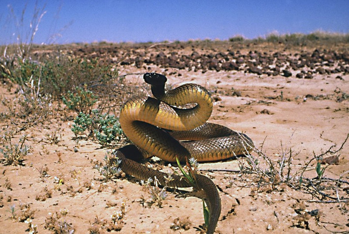 Sống trong các khe đất sét của vùng ngập lũ Queensland và Nam Australia, các cá thể rắn taipan nội địa thường nằm trong các hang được đào sẵn của các loài động vật khác. Chúng vô cùng nhút nhát, hiếm khi chủ động tấn công con người. Ảnh: australian.museum.