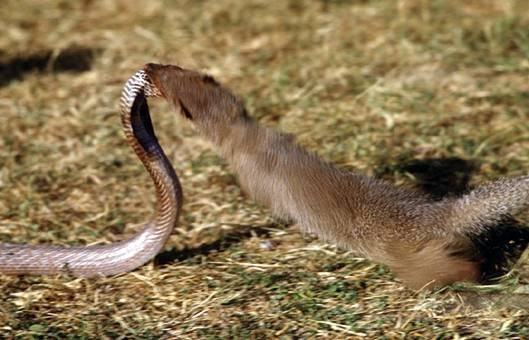 Với cơ chế tiết ra hệ miễn dịch với nọc độc, cầy mangut có thể ăn thịt các loài rắn độc như rắn hổ mang, rắn mamba đen... mà vẫn khỏe mạnh như bình thường.