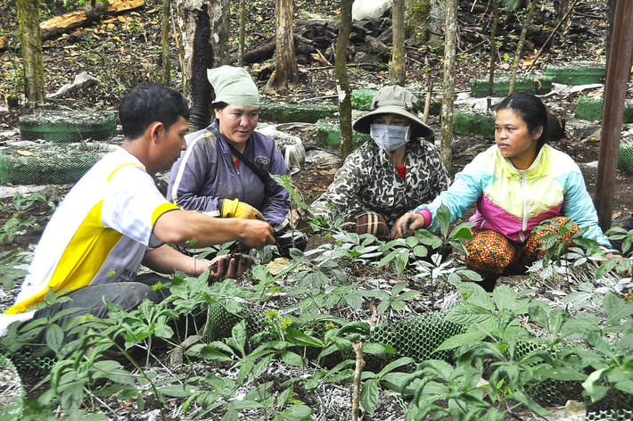 Sâm Ngọc Linh cũng giúp hỗ trợ: gia tăng sức đề kháng vượt trội, cải thiện các trường hợp suy nhược cơ thể và suy nhược sinh dục, làm tăng lượng testosterone tự nhiên tăng cường khả năng sinh lý, tốt cho tim mạch, thận, phổi nâng cao huyết áp ở người bị huyết áp thấp. Ảnh: baokontum.