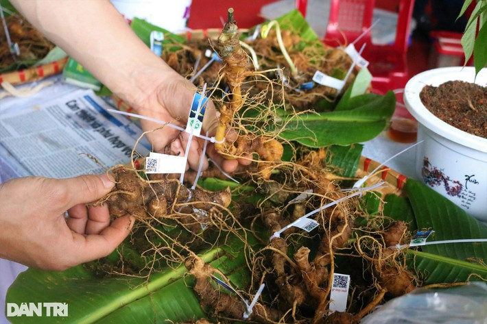 Phát triển tại nơi có khí hậu mát mẻ quanh năm, có độ cao từ 1.800m so với mặt nước biển, củ sâm Ngọc Linh sinh trưởng bằng dinh dưỡng là lớp mùn dưới tán rừng già nguyên sinh. Nhờ đó, sâm hấp thu tinh túy núi rừng và linh khí giao thoa của đất trời. Vậy nên, sâm Ngọc Linh có được hàm lượng dược tính saponin cao nhất. Ảnh: Dân trí.