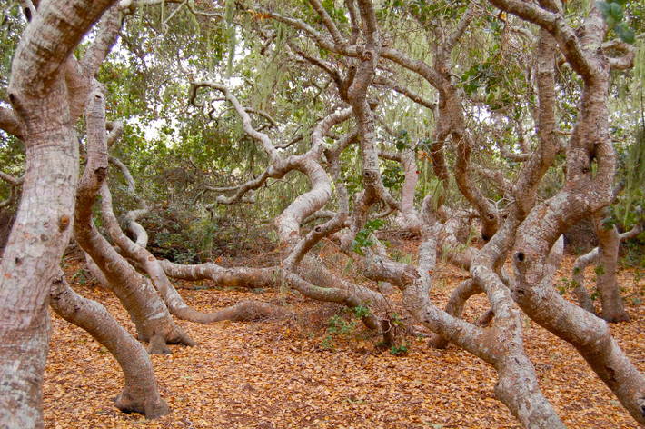 " Khu rừng ma ám" đầu tiên phải nhắc tến là Rừng Elfin ở California