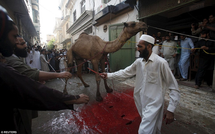 Ở Peshawar, Pakistan người ta thậm chí còn cắt tiết cả lạc đà để hiến tế.