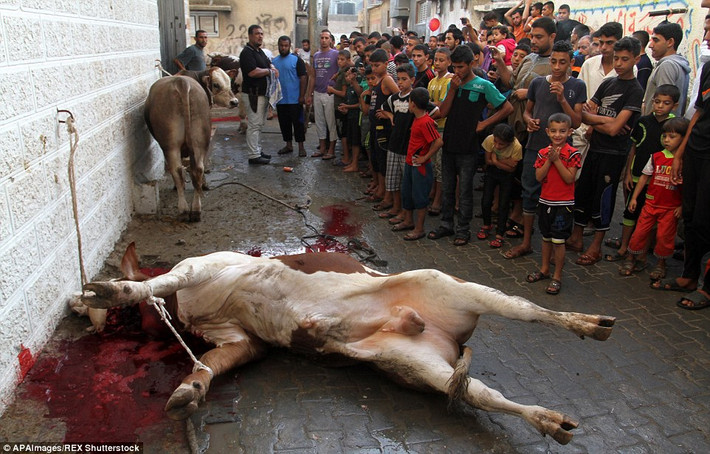 Trong lễ hội Eid al-Adha hay còn gọi là lễ tế sinh, lễ hiến sinh của người Hồi giáo, cảnh giết mổ hàng ngàn gia súc như bò, dê, lạc đà, cừu... rất dã man.