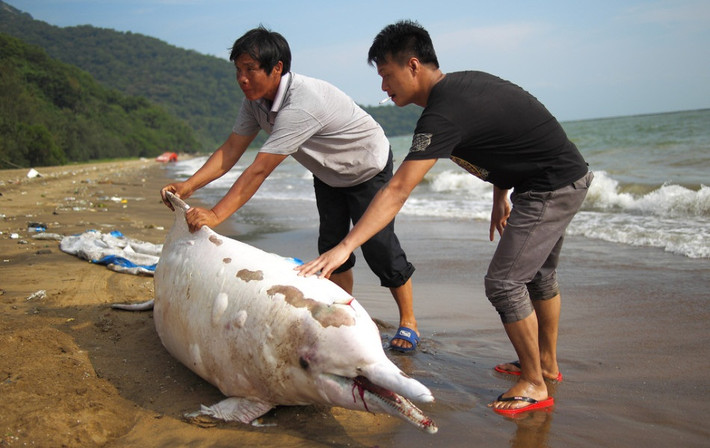 Tại bãi biển thuộc Thâm Quyến, Trung Quốc, các ngư dân phát hiện một có cá heo trắng quý hiếm chết thảm vì mắc cạn, trên người đầy những vết cắt kỳ lạ.