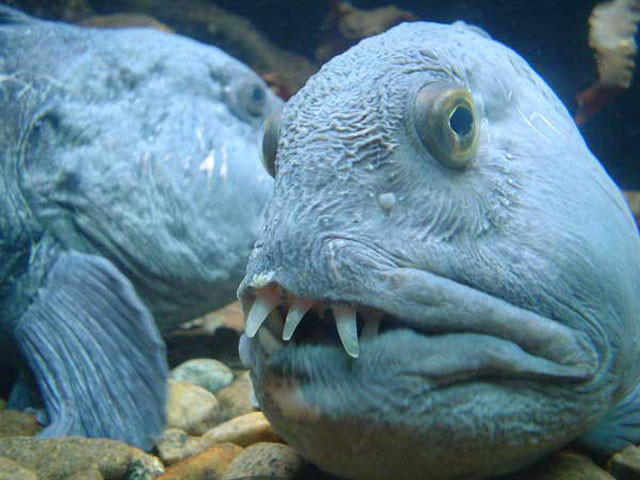 Theo các nhà khoa học, cá sói hay cá chình sói, lươn sói có tên khoa học là Anarrhichthys ocellatus, họ Anarhichadidae, được tìm thấy sinh sống ở phía bắc Thái Bình Dương, từ vùng biển Nhật Bản và quần đảo Aleutian tới miền bắc California.