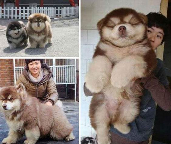 Giống chó Đường khuyển Chow chow và giống chó Husky được lai với nhau sẽ cho ra đời những siêu phẩm chó lai với độ dễ thương có thể "đốn tim" tất cả mọi người, không riêng gì những người yêu chó.