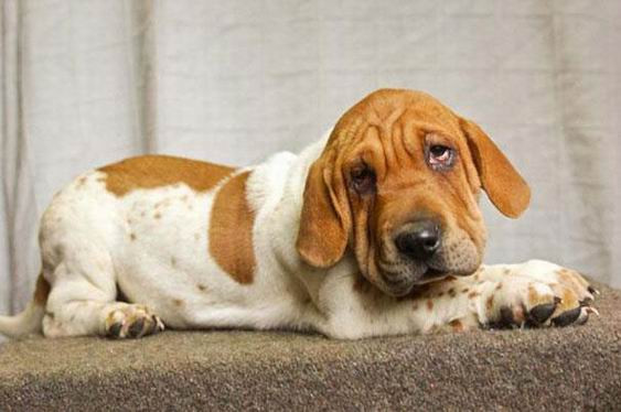 Dòng máu của giống chó Sa bì Shar-pei và chó săn chân lùn Basset Hound được pha trộn sẽ cho ra đời chú chó có khuôn mặt sinh động biểu cảm và tin tưởng hoàn toàn vào con người.