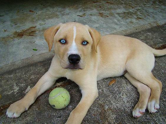 Sự giao thoa giữa giống chó săn mồi Labrador và giống chó Husky sẽ cho ra đời một chú chó vừa năng động, rất đáng tin cậy lại cực kỳ đáng yêu.