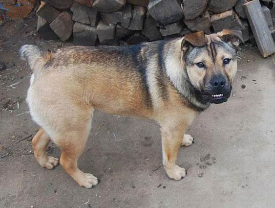 Sự kết hợp giữa giống chó bun Anh English Bulldog và chó chăn cừu Đức German Shepard đã tạo ra loài chó lai cực kỳ ngộ nghĩnh, vừa khỏe mạnh dũng cảm lại vừa thông minh trung thành.