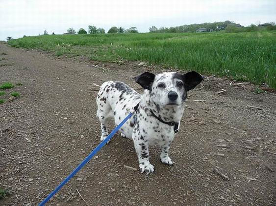 Chó Corgi và chó đốm Dalmatian được giao phối sẽ tạo ra loài chó siêu đáng yêu vừa năng động.