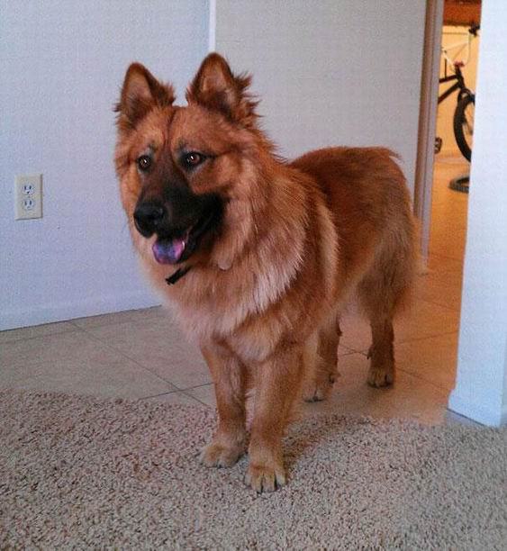 Không có gì khó hiểu khi chú chó lai giữa giống chó Đường khuyển Chow chow và chó chăn cừu Đức German Shepard được nhiều người lùng mua bởi vừa sở hữu trí thông minh và khí chất quý tộc của giống Chow chow lại vừa dũng cảm, trung thành như giống chó chăn cừu Đức.