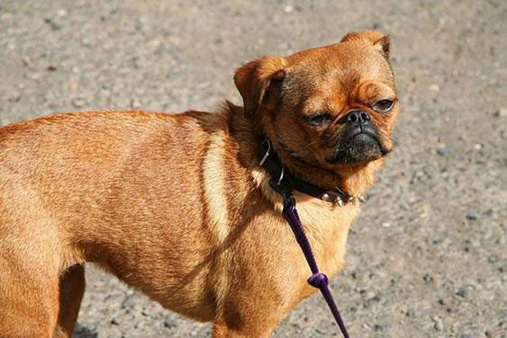 Khuôn mặt cực hài hước của chú chó lai giữa giống Pug và Chihuahua sẽ khiến chủ nhân luôn luôn vui vẻ mỗi khi nhìn thấy.