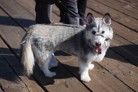 Corgi và Husky, hai loài chó nổi tiếng đáng yêu, thân thiện và hòa đồng nếu kết hợp sẽ là một chỉnh thể khiến người khác không thể rời mắt.