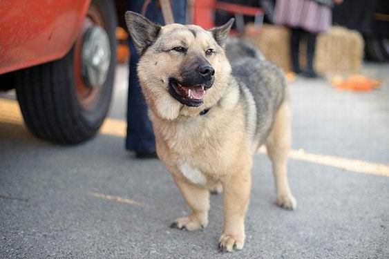 Còn nếu lai giữa chó chăn cừu Đức German Shepard và giống chó Corgi nhỏ nhắn, bạn sẽ có một chú chó vừa dũng mãnh lại vừa thân thiện như thế này.